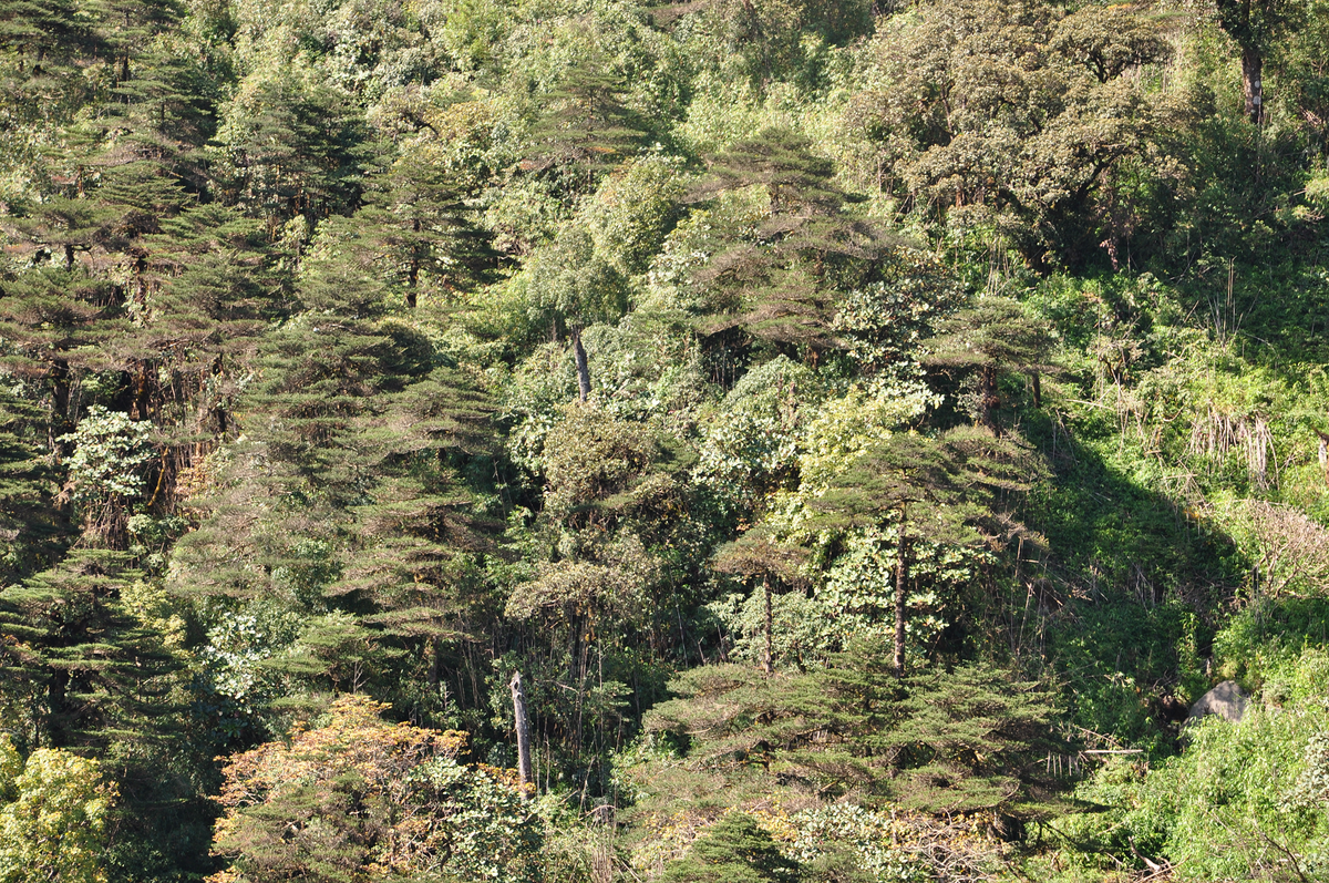 Hiện nay, cây vân sam Fansipan đang đối mặt với nguy cơ tuyệt chủng do biến đổi khí hậu và sự xâm lấn của con người. (Ảnh: Threatened Conifers of the World)