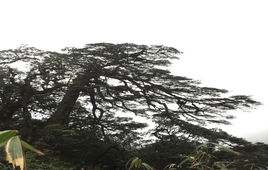 Việc bảo tồn cây vân sam Fansipan không chỉ là trách nhiệm của các nhà khoa học mà còn cần sự chung tay của toàn xã hội. (Ảnh: Vườn quốc gia Hoàng Liên)