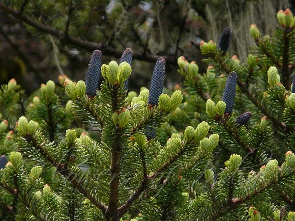 Cây vân sam Fansipan đóng vai trò quan trọng trong hệ sinh thái, giúp giữ đất, chống xói mòn và điều hòa nguồn nước. (Ảnh: Flowers of India)