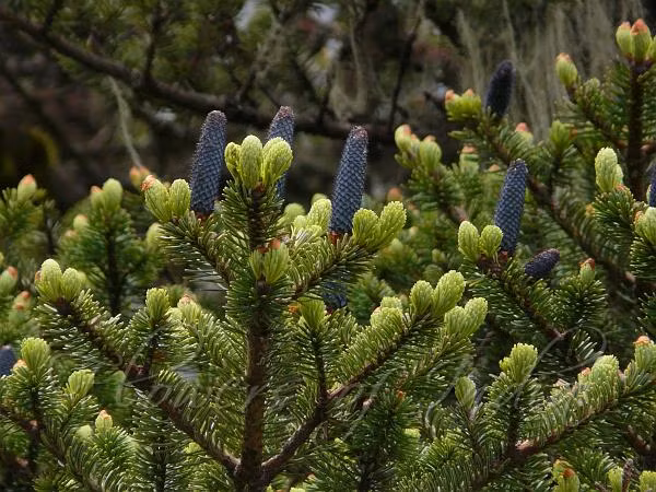 Cây vân sam Fansipan đóng vai trò quan trọng trong hệ sinh thái, giúp giữ đất, chống xói mòn và điều hòa nguồn nước. (Ảnh: Flowers of India)