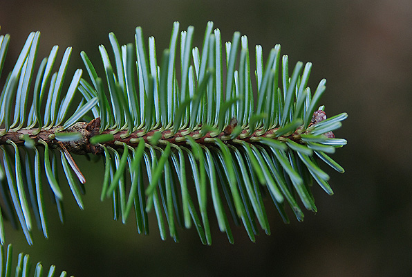 Loài cây này còn là biểu tượng của sự bền bỉ và sức sống mãnh liệt, được người dân địa phương coi trọng. (Ảnh: Oregon State Landscape Plants)