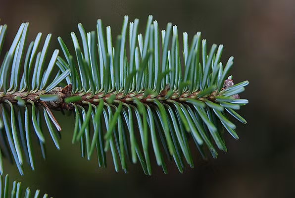 Loài cây này còn là biểu tượng của sự bền bỉ và sức sống mãnh liệt, được người dân địa phương coi trọng. (Ảnh: Oregon State Landscape Plants)