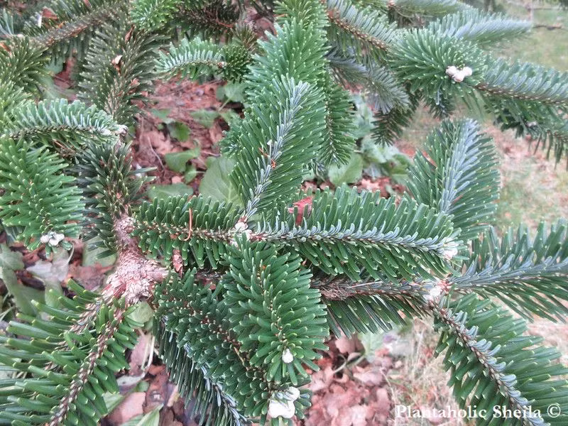 Cây vân sam Fansipan được cộng đồng quốc tế quan tâm và được đánh giá là loài cực kỳ nguy cấp trong Danh sách Đỏ của Liên minh Bảo tồn Thiên nhiên Quốc tế (IUCN). (Ảnh: Conifers Garden)