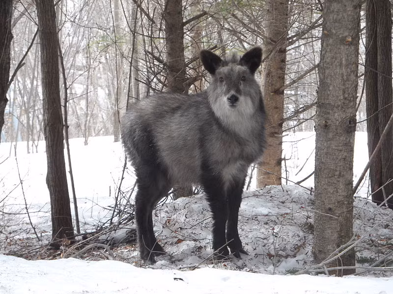 Câu chuyện về con tỳ linh trắng này đã lan truyền rộng rãi trên các phương tiện truyền thông Nhật Bản và thu hút sự quan tâm lớn từ dư luận. Một số người đã chia sẻ rằng họ đã từng gặp tỳ linh trắng này khi nó còn bé, và đều kinh ngạc khi thấy nó vẫn giữ màu lông trắng sau khi lớn lên. (Ảnh: wikipedia)