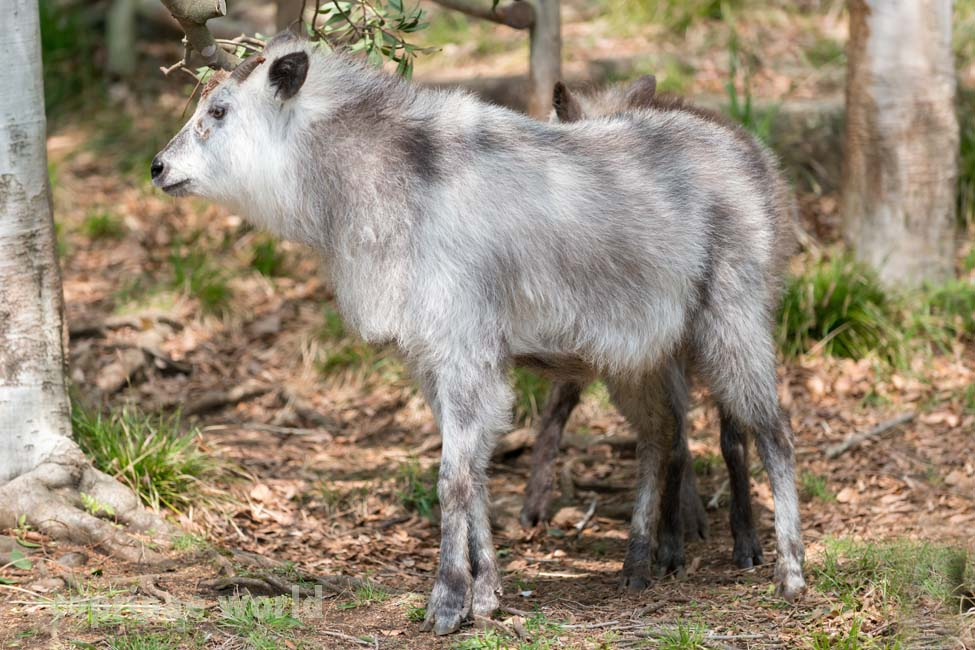 Tỳ linh Nhật Bản trưởng thành khi đứng cao khoảng 81 cm và cân nặng 30- 45 kg. Lông có màu đen pha chút trắng, màu lông sáng rõ vào mùa hè. Bộ lông mao rất rậm rạp, đặc biệt là chiếc đuôi. Cả hai giới đều mọc sừng ngắn, cong ngược và rất khó phân biệt bằng mắt thường. Tỳ linh Nhật Bản sinh sống trên rừng núi rậm rạp, chúng ăn lá, chồi và quả sồi. (Ảnh: Ralfs' Wildlife and Wild Places)