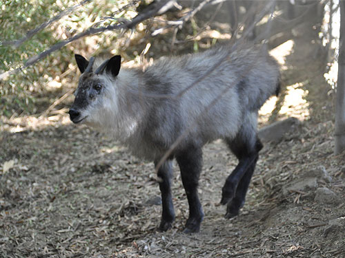 Kể từ đó, tỳ linh được bảo tồn tại 13 khu bảo tồn thuộc 23 tỉnh của Nhật Bản. Giới bảo tồn gọi chúng là "báu vật sống của quốc gia trong rừng xanh". (Ảnh: ZOOINSTITUTES)