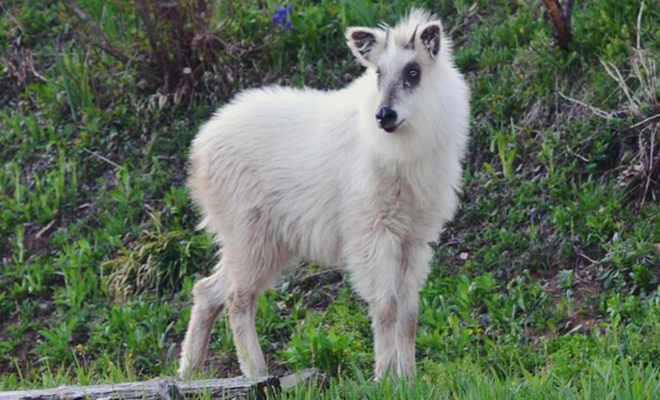 Được xem như "biểu tượng của sự may mắn", con tỳ linh này thu hút sự quan tâm của rất nhiều người, đặc biệt là các golf thủ. Đa số dân mạng cho rằng hình dáng của con tỳ linh trắng giống như thần thú trong truyền thuyết, tạo ra một cảm giác ma thuật và may mắn. (Ảnh: rinakawaei.blogspot)