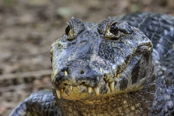 5. Caiman đen: Với chiều dài đến 5m, loài cá sấu này có thể săn bất cứ con mồi nào, kể cả con người. (Ảnh: iStock)