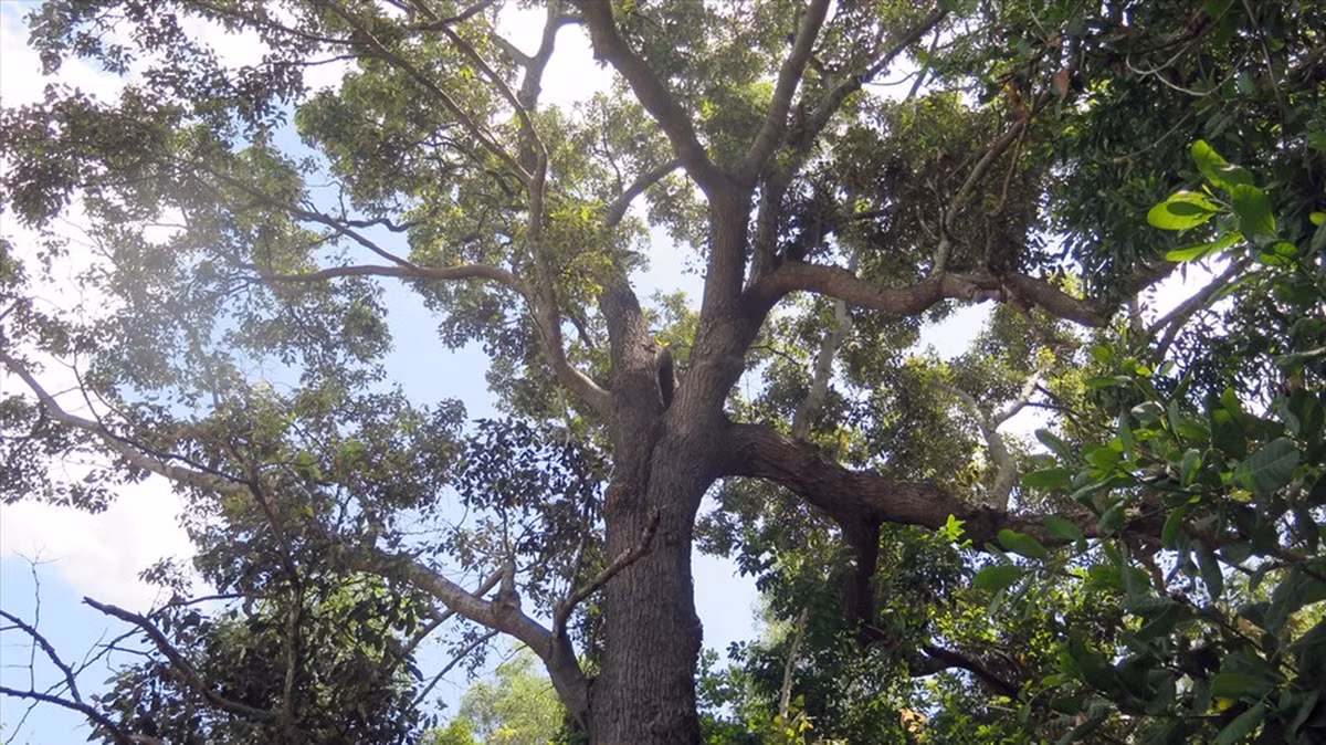 Hiện nay, các nhà khoa học đề xuất bảo tồn chai lá cong tại chỗ và di dời đến nơi mới và cần có hồ sơ công nhận chai lá cong là cây đặc hữu hoặc cây di sản để có chiến lược bảo tồn và phát triển đúng mức. (Ảnh: Báo Lao động)