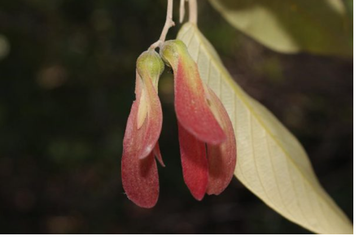 Cây thường mọc ở vùng bãi cát hoặc đụn cát gần biển, chịu được khô hạn và đất nghèo dinh dưỡng. (Ảnh: Khánh Hòa)