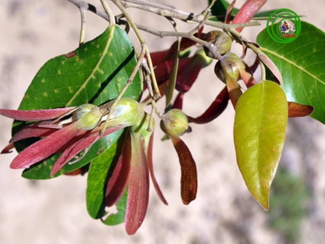 Loài cây này không chỉ có vai trò phòng hộ và bảo vệ môi trường sinh thái, mà còn được sử dụng làm gỗ quý trong đóng tàu và các vật dụng gia đình. Gỗ của nó càng để lâu càng cứng như sắt. (Ảnh: VietnamPlus)