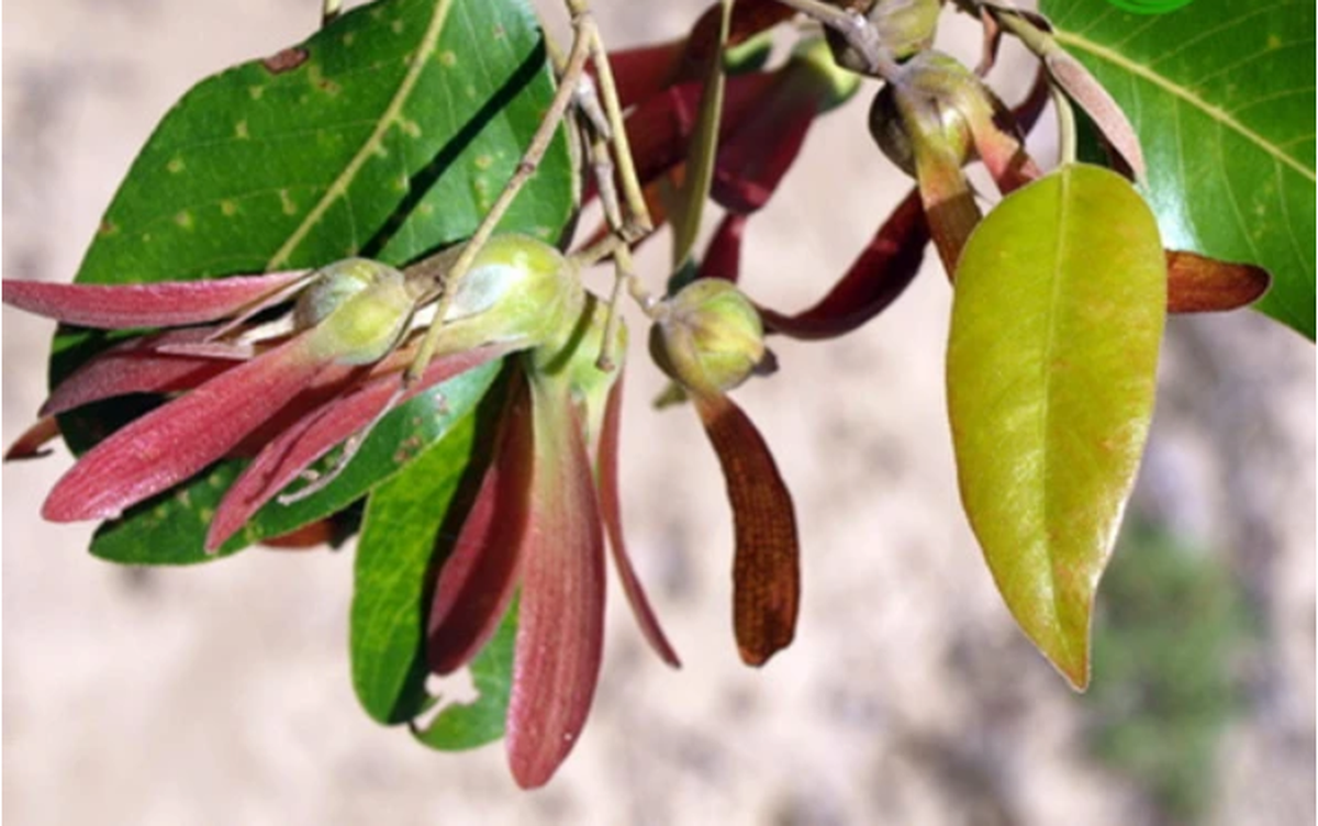 Đây là loài cây quý hiếm, thuộc danh mục đỏ của Hiệp hội Bảo tồn Thiên nhiên Thế giới với nguy cơ cao bị tuyệt chủng. (Ảnh: VietnamPlus)