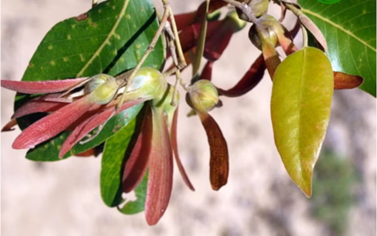 Đây là loài cây quý hiếm, thuộc danh mục đỏ của Hiệp hội Bảo tồn Thiên nhiên Thế giới với nguy cơ cao bị tuyệt chủng. (Ảnh: VietnamPlus)