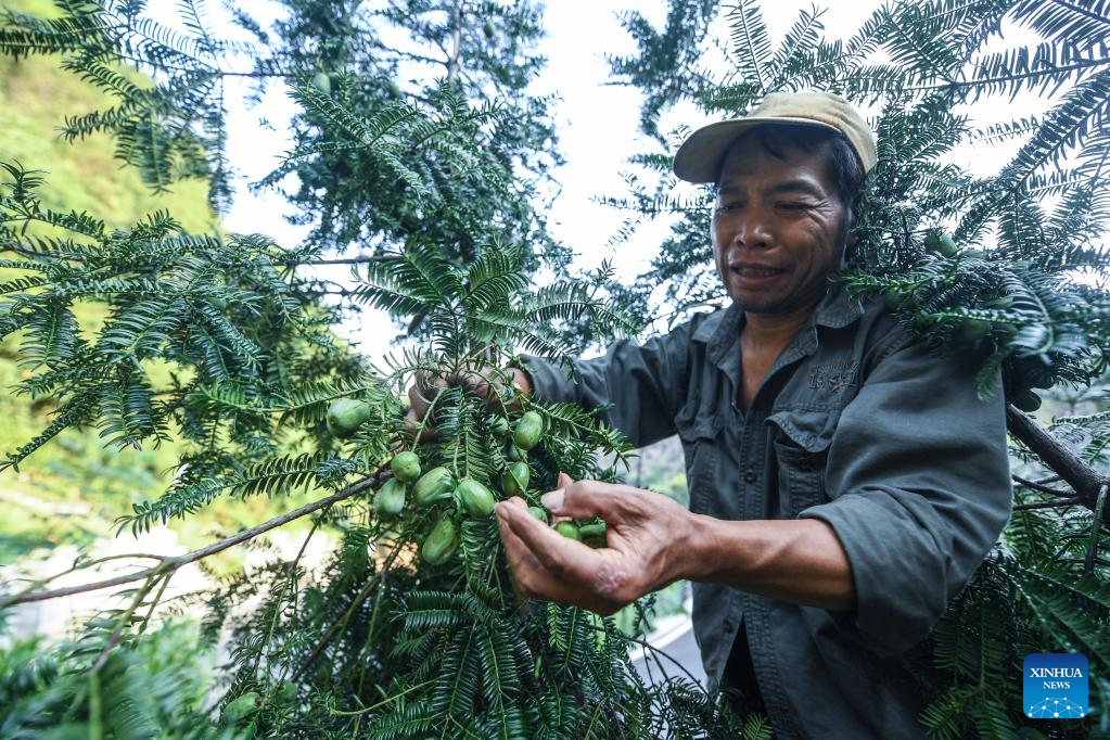 Các biện pháp bảo tồn và quản lý thông minh sẽ được triển khai để phát huy giá trị của cây cổ thụ, thúc đẩy du lịch sinh thái và phát triển bền vững. (Ảnh: Xinhua)