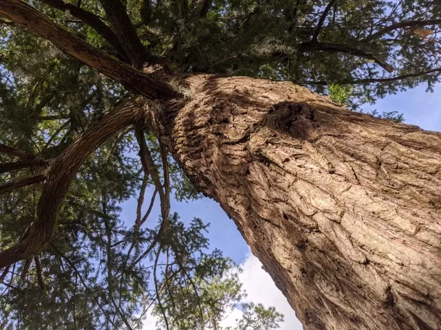 Ngôi làng Zhan'ao nằm giữa rừng cổ thụ, nơi nhiều thế hệ dân làng đã bảo vệ và chăm sóc những cây torreya quý giá. (Ảnh: Đời sống và Pháp luật)