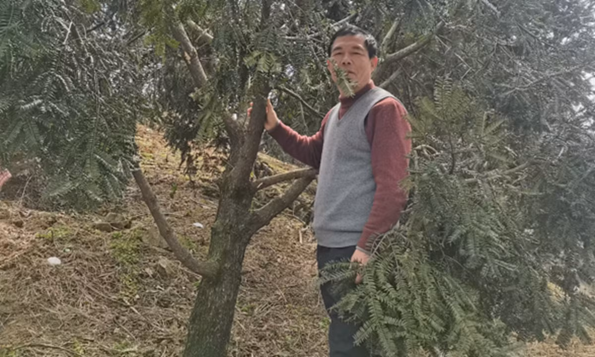 Cây torreya không chỉ có giá trị sinh thái mà còn là nguồn tài nguyên kinh tế, với gỗ và quả được sử dụng rộng rãi trong ẩm thực và y học. (Ảnh: globaltimes)