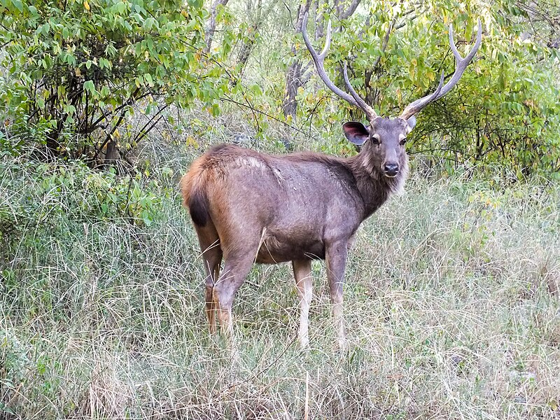 Nai có khuôn mặt khá dài, đôi tai to mọc dựng đứng trên đỉnh đầu, mắt rất to, trông rất hiền lành. Ngoài ra, tuyến dưới ổ mắt của chúng rất phát triển, khi chúng nổi giận hay hoảng sợ, tuyến dưới ổ mắt lập tức phình ra to bằng con mắt. (Ảnh: wikipedia)
