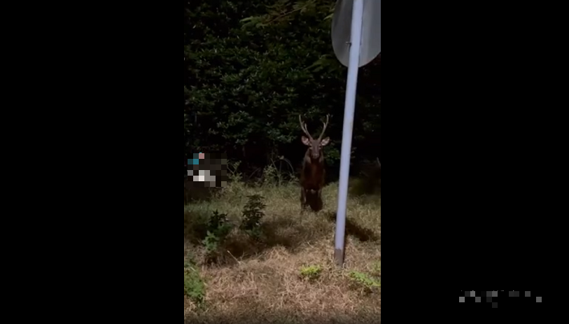 Đặc biệt, vào những đêm trăng sáng, con nai thường ra ngoài đường và được người dân ghi lại hình ảnh, khiến cư dân mạng thích thú và kêu gọi bảo vệ. Theo ông Phùng Gia Hưng, Hạt trưởng Hạt kiểm lâm Cần Giờ, con nai này vốn được nuôi và có đăng ký động vật hoang dã, nhưng đã sổng chuồng và sống lang thang ngoài tự nhiên. (Ảnh cắt từ clip)