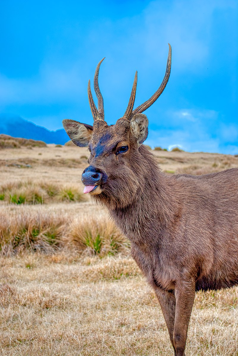 Đặc điểm nổi bật nhất của chúng là trên cổ có một đường sọc màu nâu sẫm chạy dọc sống lưng đến tận đuôi. Bộ móng rất cứng, có thể leo lên những đồi núi đầy đá sỏi, 4 chân thon dài và chắc khỏe, có thể đi lại dễ dàng trên những vách dốc dựng đứng, xứng danh là "kiện tướng leo núi". (Ảnh: wikipedia)