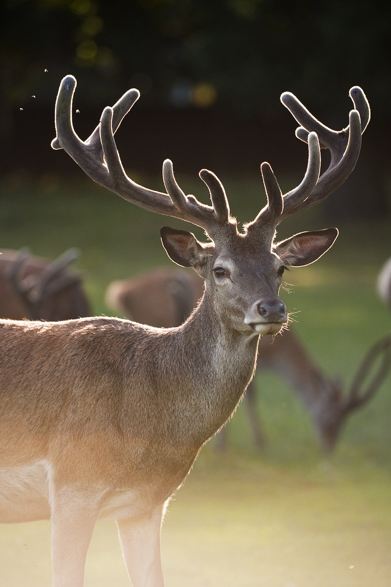 Loài nai ăn lá non, chồi cây mềm, cỏ non, cây bụi, quả rụng. (Ảnh: wikipedia)