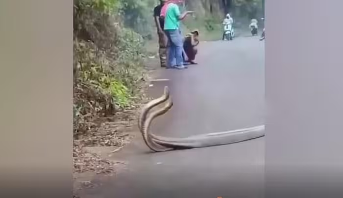 Ban đầu, người quay clip, Marthen Sitompol, tưởng rằng 2 con " quái thú" đang chiến đấu, nhưng thực tế, đó là hành vi giao phối của loài này. Một số loài rắn đực thường thực hiện những nghi lễ tán tỉnh phức tạp, bao gồm các cử động cơ thể và màn phô diễn sức mạnh, để thu hút con cái. Cảnh tượng này khiến người dân địa phương cảm thấy vô cùng bất ngờ.