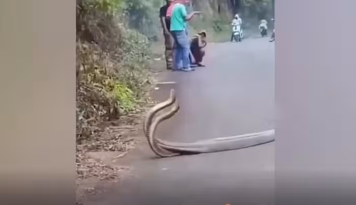 Ban đầu, người quay clip, Marthen Sitompol, tưởng rằng 2 con " quái thú" đang chiến đấu, nhưng thực tế, đó là hành vi giao phối của loài này. Một số loài rắn đực thường thực hiện những nghi lễ tán tỉnh phức tạp, bao gồm các cử động cơ thể và màn phô diễn sức mạnh, để thu hút con cái. Cảnh tượng này khiến người dân địa phương cảm thấy vô cùng bất ngờ.