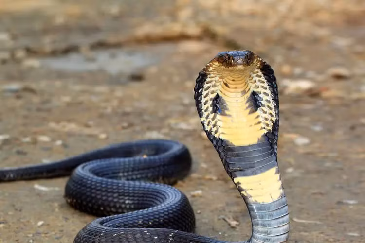 Rắn hổ mang chúa không chỉ là một loài rắn độc đáng sợ mà còn là một phần quan trọng của hệ sinh thái và văn hóa của nhiều quốc gia. Việc bảo vệ và nghiên cứu loài rắn này là cần thiết để duy trì sự đa dạng sinh học và hiểu rõ hơn về vai trò của chúng trong tự nhiên. (Ảnh: Nature Safari India)