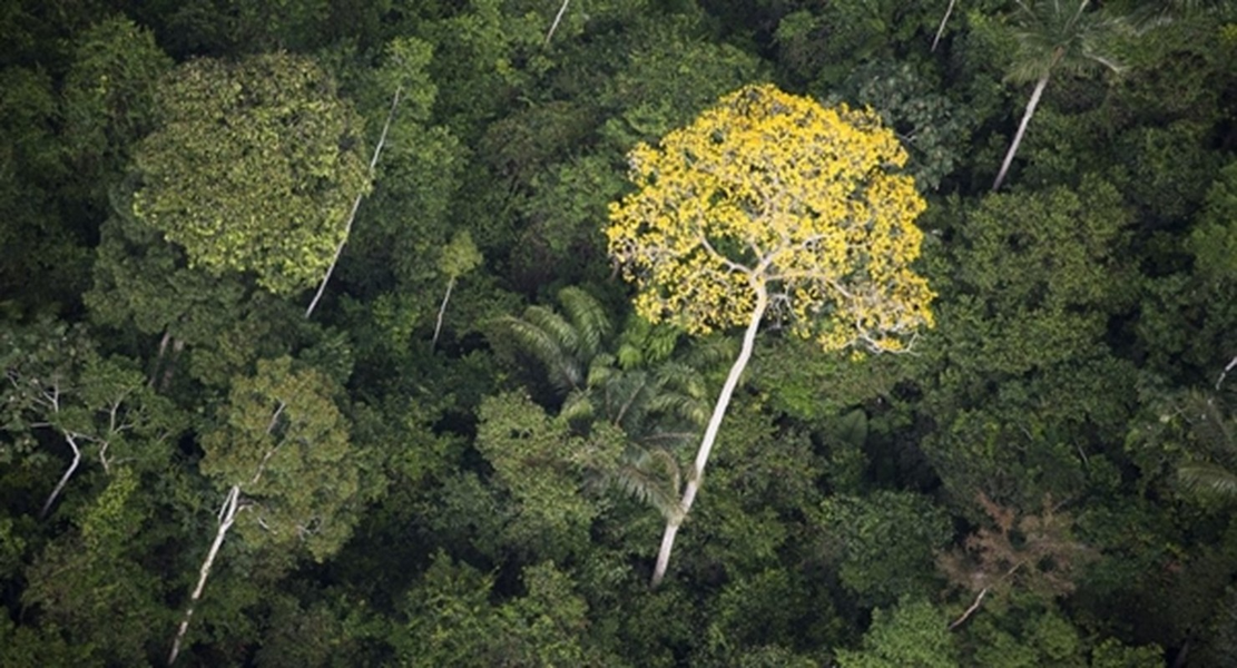 Vào năm 2022, 1 mét khối gỗ Ipe có giá 3.775 USD (hơn 90 triệu đồng). (Ảnh: ANTĐ)