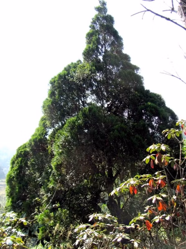 Loài cây này được xếp vào danh sách cực kỳ nguy cấp trong Sách Đỏ của IUCN do phạm vi phân bố hẹp và số lượng cá thể suy giảm.(Ảnh: ResearchGate)