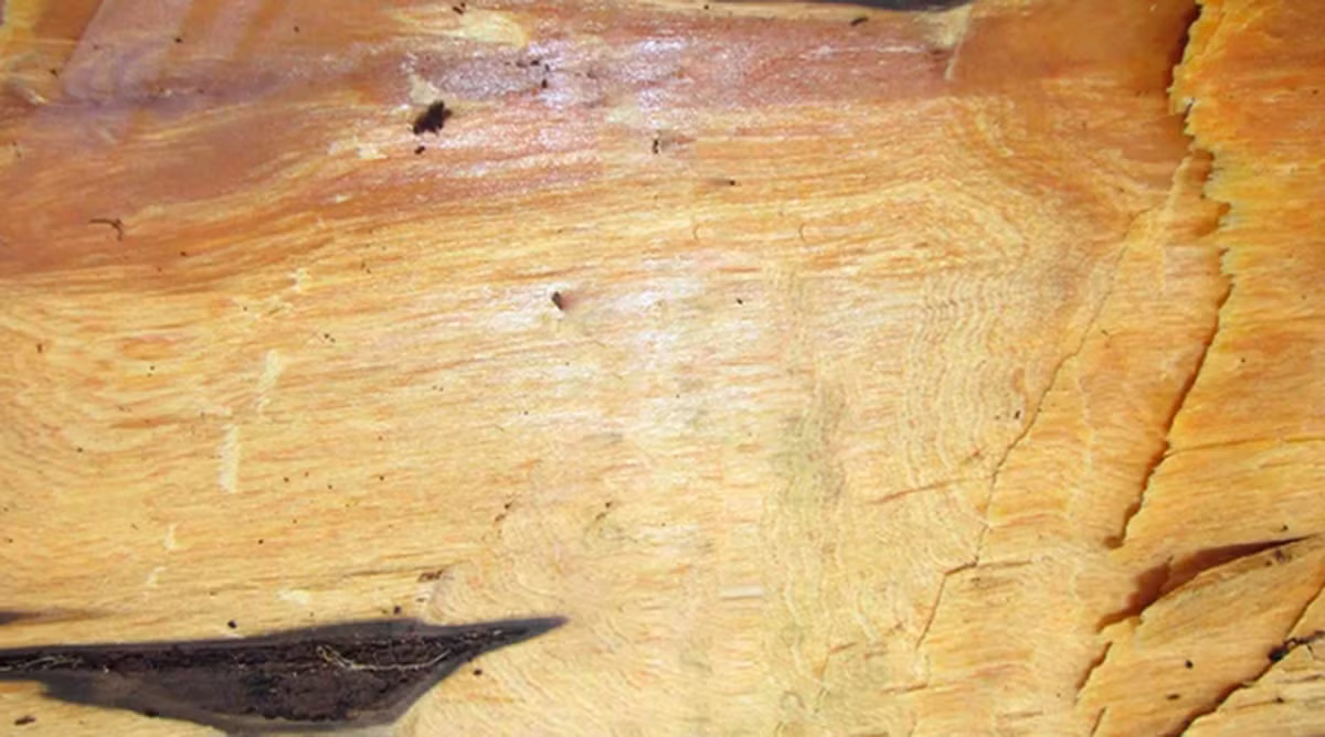 Do tốc độ sinh trưởng chậm và giá trị cao, loài cây này ngày càng bị khai thác trái phép, gây suy giảm nghiêm trọng về số lượng. (Ảnh: A l'ombre des figuiers)