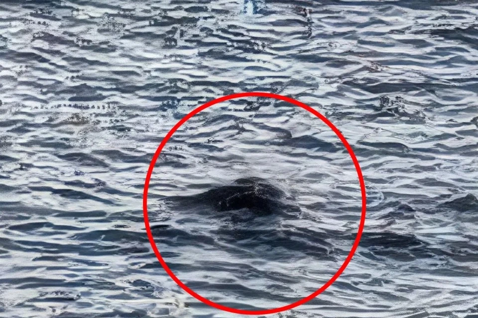 Mới đây một khối đen bí ẩn được ghi lại dưới làn nước hồ Loch Ness, khiến giới nghiên cứu sôi sục. Hình ảnh này do một nhân chứng chụp lại và gửi đến Trung tâm Loch Ness ở Scotland. Điều kiện thời tiết thuận lợi giúp nhân chứng quan sát rõ những chuyển động bí ẩn trong vài phút. (Ảnh: The Loch Ness Centre/SWNS)