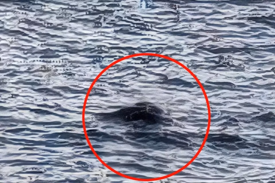 Mới đây một khối đen bí ẩn được ghi lại dưới làn nước hồ Loch Ness, khiến giới nghiên cứu sôi sục. Hình ảnh này do một nhân chứng chụp lại và gửi đến Trung tâm Loch Ness ở Scotland. Điều kiện thời tiết thuận lợi giúp nhân chứng quan sát rõ những chuyển động bí ẩn trong vài phút. (Ảnh: The Loch Ness Centre/SWNS)