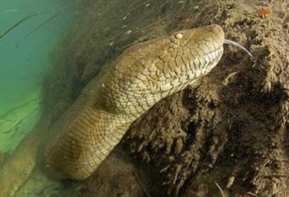 1. Thuồng luồng ở Tuyên Quang: Vào năm 2013, thông tin về một " quái vật" ăn thịt người xuất hiện tại làng Đẩu, Tuyên Quang gây xôn xao. (Ảnh: Dân việt)