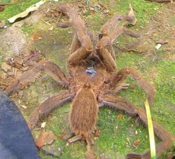 2. Nhện tinh khổng lồ ở Hà Tĩnh: Năm 2012, người dân Kỳ Anh phát hiện một con nhện lớn thuộc họ Theraphosidae. (Ảnh: Dân việt)
