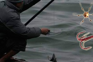 Tuy nhiên, các chuyên gia lý giải rằng đó là hiện tượng sinh học tự nhiên do đột biến gen, không mang yếu tố huyền bí.(Ảnh: ANTĐ)