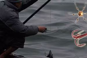 Tuy nhiên, các chuyên gia lý giải rằng đó là hiện tượng sinh học tự nhiên do đột biến gen, không mang yếu tố huyền bí.(Ảnh: ANTĐ)