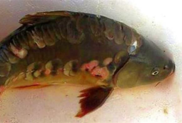 4. Cá chép "ma" ở Hồ Tây: Người dân Hà Nội từng đồn thổi về một con cá chép với ngoại hình kỳ dị, liên quan đến xui xẻo.(Ảnh: Dân việt)
