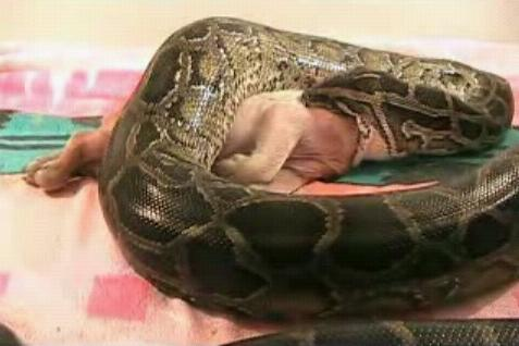 Tuy nhiên, các nhà khoa học xác định "quái vật" này thực chất chỉ là một con trăn mắc võng, làm câu chuyện trở nên thêu dệt hơn thực tế.(Ảnh: Dân việt)