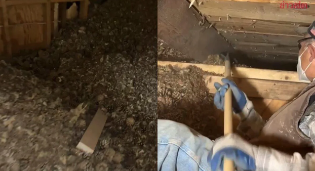 Khi khoan vào bức tường, họ thấy bên trong chứa đầy quả thông khô héo, tổng khối lượng lên đến hơn 100 kg. Những quả thông này được cho là do một con sóc tích trữ qua nhiều năm, nhưng dường như " kho báu" này đã bị quên lãng. (Ảnh: Saostar)