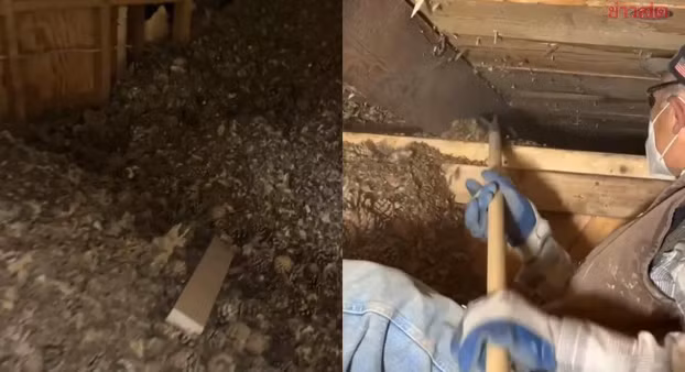 Khi khoan vào bức tường, họ thấy bên trong chứa đầy quả thông khô héo, tổng khối lượng lên đến hơn 100 kg. Những quả thông này được cho là do một con sóc tích trữ qua nhiều năm, nhưng dường như " kho báu" này đã bị quên lãng. (Ảnh: Saostar)