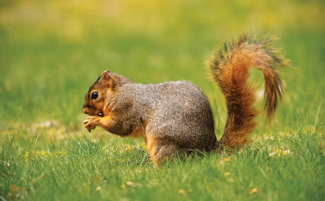 Các loài sống trên mặt đất thường sống thành bầy, trong khi các loài sống trên cây thì thường đơn độc. (Ảnh: Pest Management Professional)