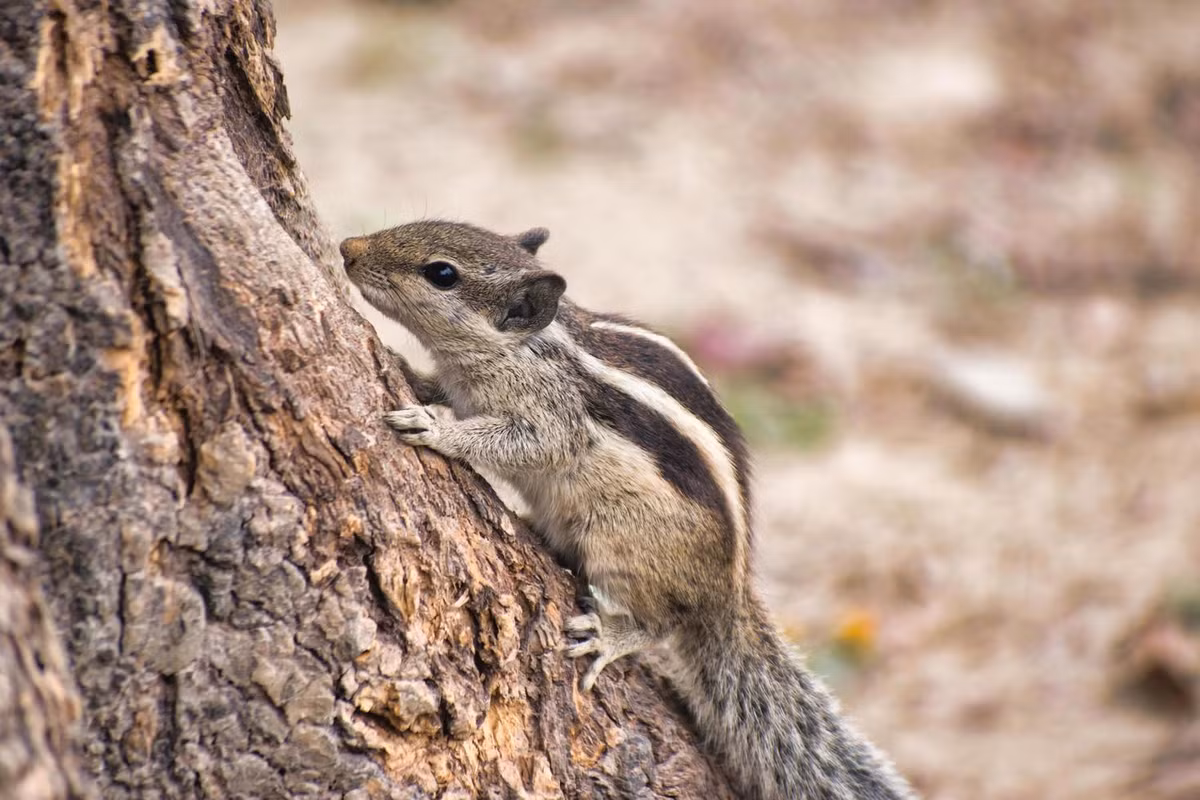 Khi tổ bị đe dọa, sóc mẹ nhanh chóng di chuyển con đến vị trí an toàn và có thể tạo tổ mới. (Ảnh: Vecteezy)