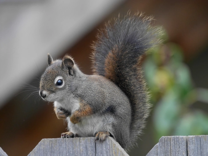 Các loài sóc sinh sản 1-2 lần/năm, con non sinh ra trần trụi, được chăm sóc bởi mẹ. Con non được cho bú khoảng 6-10 tuần tuổi và trở nên tự lập vào cuối năm đầu tiên. (Ảnh: Northwest Naturalist)