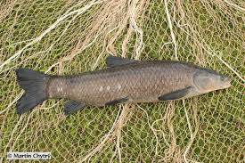 Ở Trung Quốc, cá trắm đen được ưa thích nhất và đắt nhất trong 4 loài cá nuôi và một phần do thức ăn và chế độ ăn của cá. (Ảnh: BioLib)