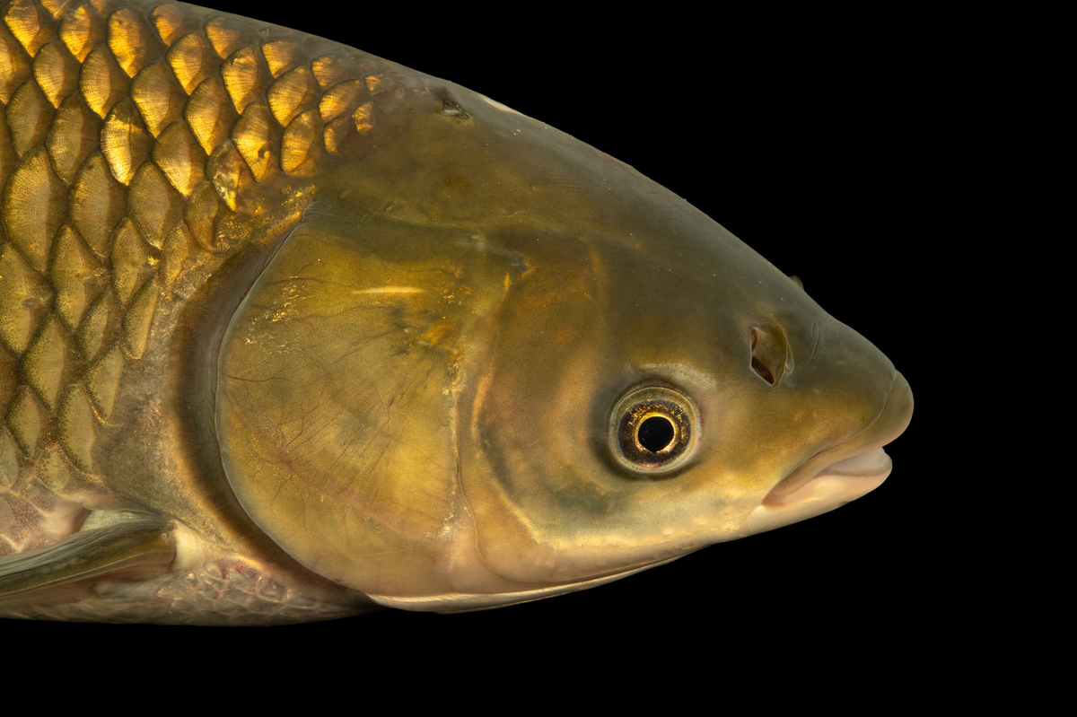 Cùng với cá trắm cỏ, cá mè hoa và cá mè trắng, chúng được xem là một trong 4 loài cá nuôi kết hợp quan trọng ở Trung Quốc và đã được nuôi hàng ngàn năm nay. Chúng không phân bố rộng khắp thế giới. (Ảnh: Joel Sartore)