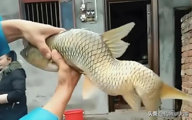 Một số ý kiến khác cho rằng nó có thể bị nhiễm ký sinh trùng hoặc mắc bệnh. Câu chuyện này nhấn mạnh tác động tiêu cực của con người lên hệ sinh thái sông ngòi. (Ảnh: Người đưa tin)