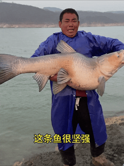 Một cần thủ ở Hồ Bắc câu được con cá trắm đen dài hơn 1m, nặng khoảng 50kg. Con cá có hình dạng bất thường, xương sống uốn cong thành hình chữ "S". (Ảnh: Người đưa tin)