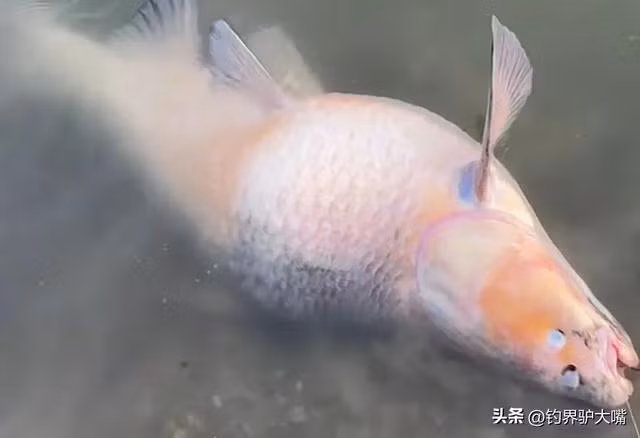 Một lão nông đi ngang qua khuyên nên thả con cá về nước vì nó đã chịu nhiều đau đớn. Người đàn ông quyết định thả quái ngư, để nó tiếp tục sinh tồn trong tự nhiên. (Ảnh: Người đưa tin)