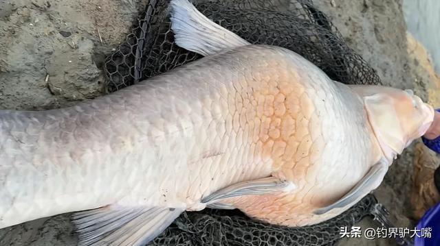 Cư dân mạng xúc động trước câu chuyện và ca ngợi tấm lòng nhân hậu của cần thủ. Nhiều người suy đoán con cá bị biến dạng do từng bị điện giật hoặc chấn thương từ nhỏ. (Ảnh: Người đưa tin)