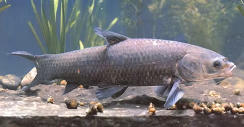 Cá được nuôi để làm thực phẩm và dược phẩm. Cá trắm đen có thể có chiều dài lên đến 1,5m và nặng đến 71 kg. Chúng ăn các loài ốc và nhuyễn thể. (Ảnh: FishBase)